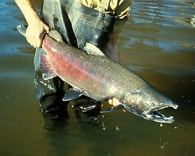 Chinook Salmon